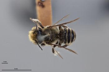 Media type: image;   Entomology 791076 Aspect: habitus dorsal view